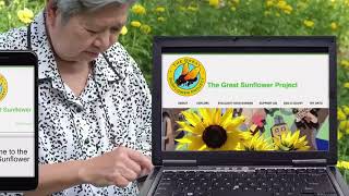 The Great Sunflower Project