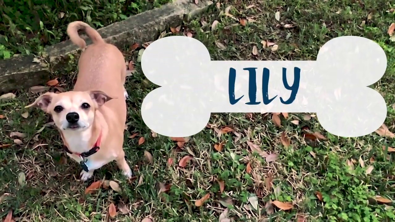 Meet Lily - Register Your Pets
