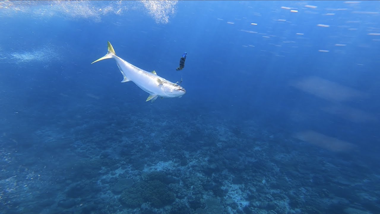 Kingfish Fishing In Elizabeth Reef