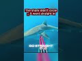 Shark Attack While Spear Fishing