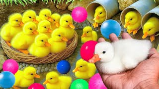Mencari bebek lucu, Bebek berenang, menangkap bebek angsa, Duck,ikan, dan ayam warna warni.