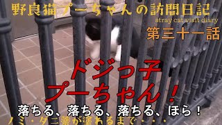 野良猫プーちゃんの訪問日記【第三十一話】ノミ・ダニ薬が塗られるまで・・・ドジっ子プーちゃん　心外なんですが