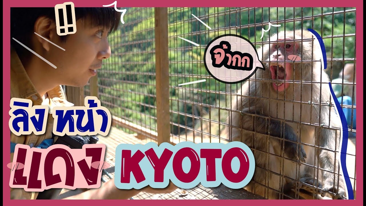 เที่ยวเมืองเก่า 'KYOTO' มาหาน้องลิงหน้าแดง| อาสาพาไปหลงรักสัตว์ REIWA EP.8