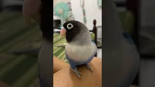 Budgie And A Lovebird pets parrot cutebirds birbs budgies lovebirds shorts youtubeshorts