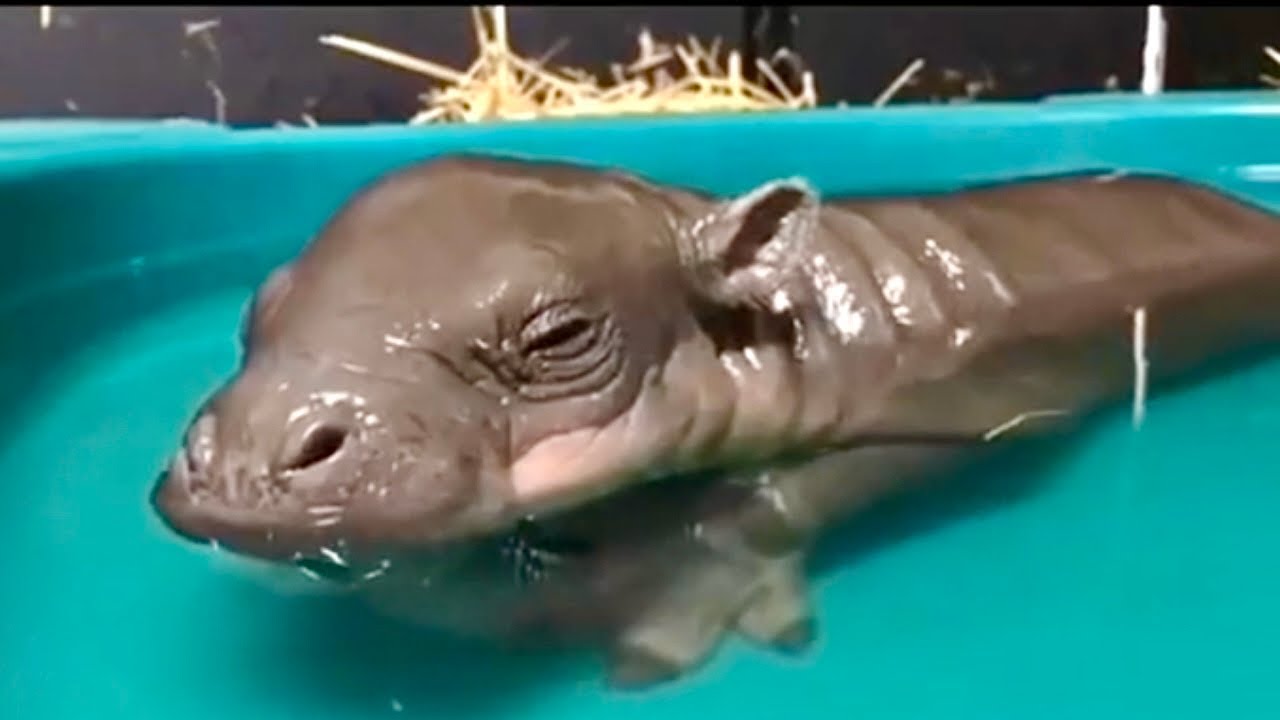 Adorable Baby Hippos on the 2023 TikTok Compilation YouTube