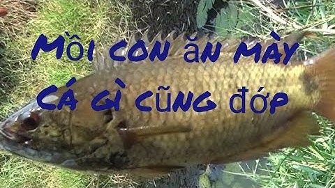 |FISHING| MỒI CON ĂN MÀY CÁ RÔ, CÁ LÓC HAY THÁC LÁC NHƯ NÀO CŨNG ĐỚP | GÒ CÔNG TV