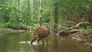 Fresh Water From Creeks Triggers The Urge To Urinate In Wild Mammals In The Gabon Jungle