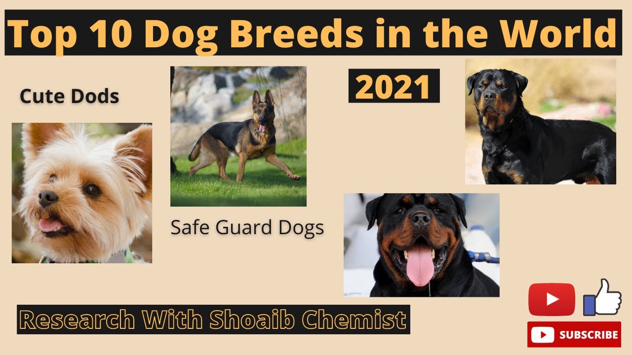 Top 10 Famous Dogs Breed in the World 