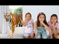 As crianças realmente querem ter um animal de estimação (شفا خافت من النمر - ) - MC Divertida