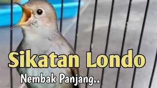 Masteran Sikatan Londo Gacor jeda