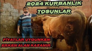 #2024 #TOSUN LARIMIZ GELİMİŞTİR KARKAS VE CANLI BASKÜL RAKAMLARI BELLİ OLDU ERKEN ALAN KAZANIR