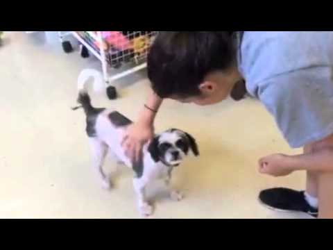 puppy paradise Furkids/Small Dog Rescue - Grand Funk Rail Road
