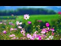 Flowers Video Background | HD 1080p | Copyright Free