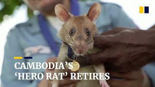 Cambodia’s landminesniffing ‘hero rat’ retires after five years of service