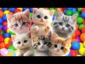 ANAK KUCING MEONG MEONG ARROGANT CAT MEOWING KITTEN THE MEOW MEOW CAT SONG Cat Kitten 