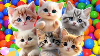 ANAK KUCING MEONG MEONG || ARROGANT CAT || MEOWING KITTEN || THE MEOW-MEOW CAT SONG #cat #kitten 
