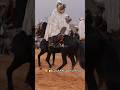 فنتازيا الجزائر لقطات نادرة من فرسان وخيول من ركب لبيض سيدي الشيخ علفة سيد الحاج بحوص البيض