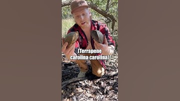 Did you know this about Eastern Box Turtles? #wildlife #turtle #nature #education #reptiles