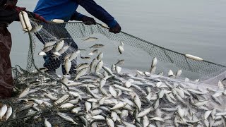 Everyone Should Watch Videos Of These Fishermen - Catch Loads Of Fish With Big Net