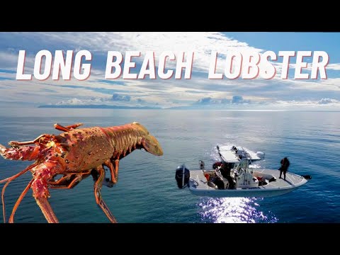 Long Beach California Lobster Fishing with Oliver Ngy! (CATCH and COOK)