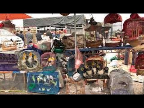 Đang Mùa Chim Non - Xem Chợ Chim Cảnh Có Những Chim Gì ( Young bird season )