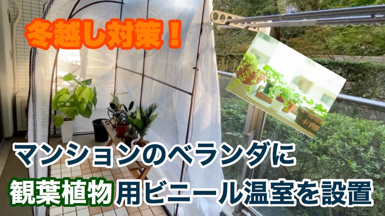 観葉植物 冬越し対策 ベランダにビニール温室を設置します Youtube