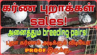 கர்ண & FANCY புறாக்கள் sales ll FANCY pigeons sales vpmpets fancypurasales karnapura homerpura