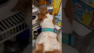 Old Dog's Marshmallow Pantry Adventure