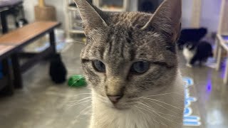 Furball Farm Cat Sanctuary is live!