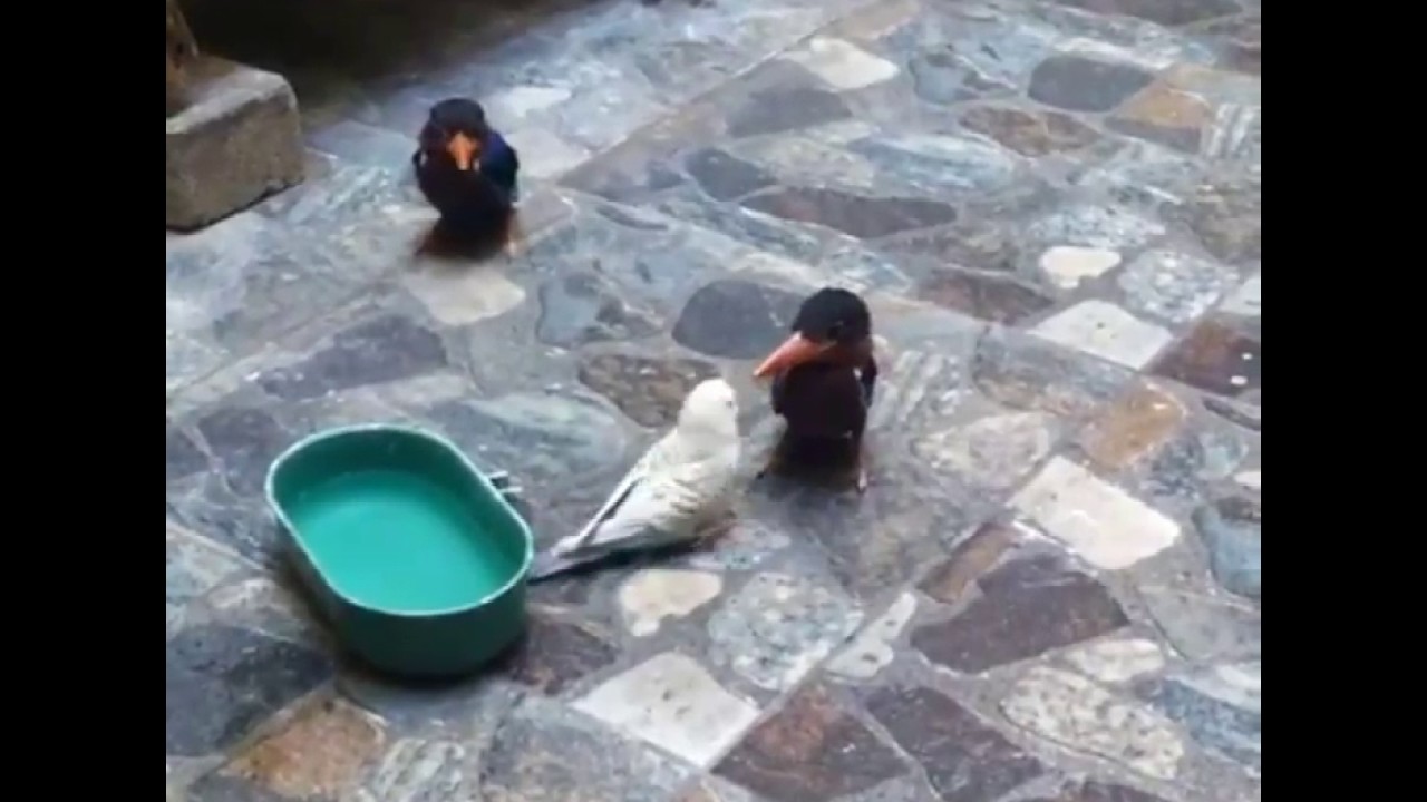 Burung Tengkek Buto Paruh Merah Vs Burung Parkit Official Kicau