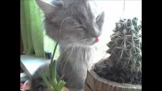 Кошка ест кактус Кошка ест кактус
