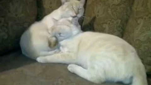 Video 11297331: siamese cat, little kitty cat, kitty grooming