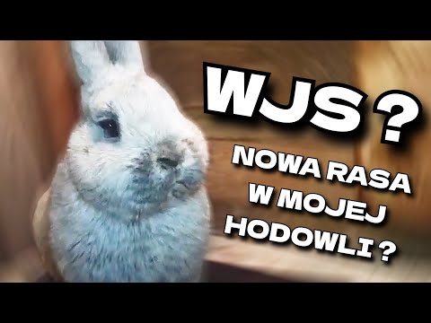 NOWA RASA W