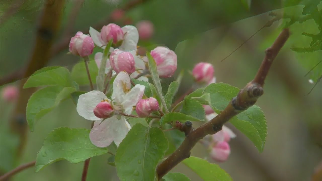 PreSpring ‘Bud Burst’ Could Freeze Blossoms YouTube