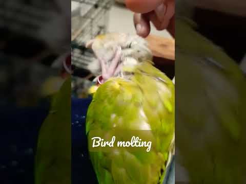 Bird Molting Solution