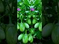 Brinjal Farming Brinjal Farming Best Variety Of Brinjal Top Class Yield Brinjal Farming Shorts Brinjal Farming Brinjal Farming Best Variety Of Brinjal Top Class Yield Brinjal Farming Shorts
