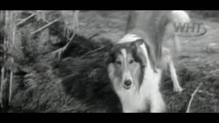 Lassie S02 E34 - Calf