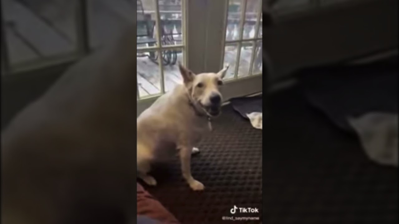 Deaf dog thinks it’s barking deafdog deaf dog YouTube