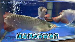 BCA sepauk（斯霸沃）產區 進魚實況～#23 #BCA#龍魚專賣店 #redarowana #龍魚 #古代魚 #arowana #sepauk