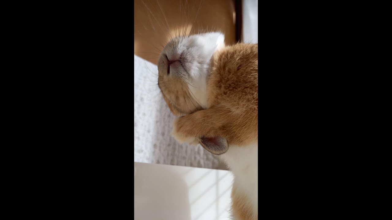 うさぎ カフェ 茨城