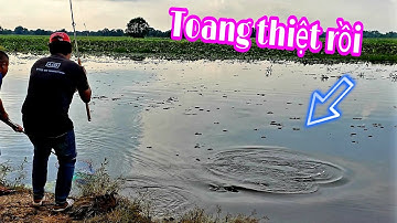 TOANG THIỆT RỒI, CÂU LOÀI CÁ HUNG DỮ Ở RỪNG TRÀM - FISHING