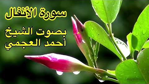 سورة الأنفال كاملة بدون اعلانات بصوت الشيخ احمد العجمي