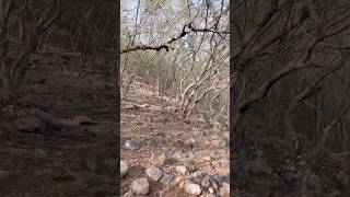 Trakking Nahargarh Forest JPR