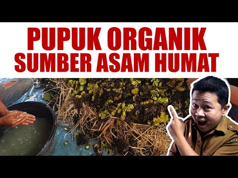 Video: Membiak Hyacinth Anggur - Ketahui Cara Membiak Tumbuhan Eceng Gondok Anggur Muscari