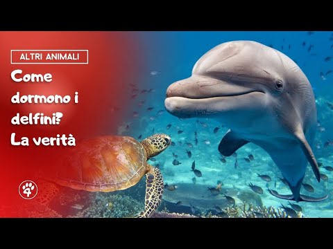 Video: Come dormono i delfini? Verità e finzione sul sonno dei delfini