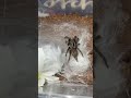 Heterothele villosela feeding (Tanzanian chesnut tarantula)