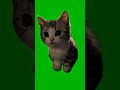 Cutest Cat Ever? | Green Screen Meme Template
