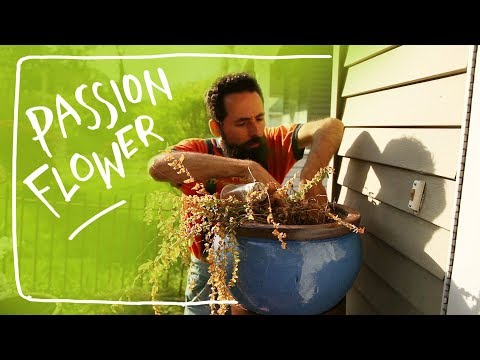 Video: Passionflower Or Passion Flower, Growing In An Apartment