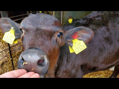 عجل السيمنتال و الموبليارد الافضل و الفرق      