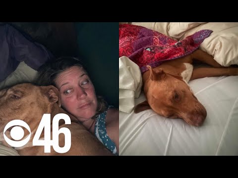 Polk County woman wakes up to stranger’s dog sleeping in her bed